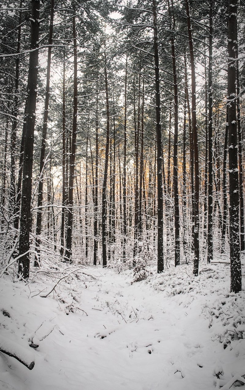 Path through the forest